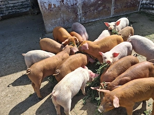 purcei duroc si mtisi duroc