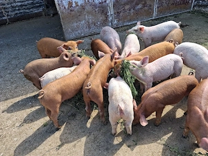 purcei duroc si mtisi duroc - imagine 3