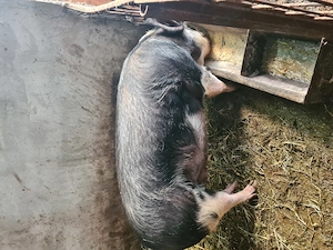 De vânzare  - imagine 2