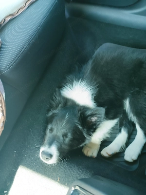 Vând pui de border collie!!! - imagine 2