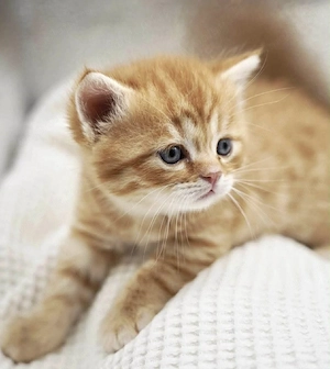 British shorthair color  - imagine 2