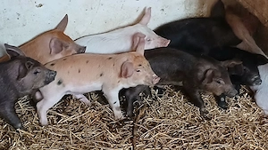 purcei 8-9 saptamani  - imagine 6