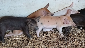 purcei 8-9 saptamani  - imagine 5