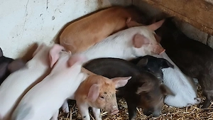 purcei 8-9 saptamani  - imagine 4