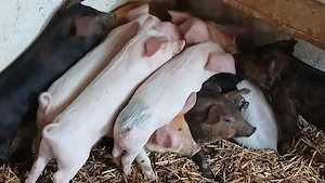 purcei 8-9 saptamani  - imagine 2