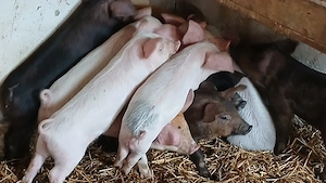 purcei 8-9 saptamani  - imagine 3