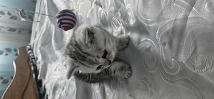 Pui de pisica Scottish - imagine 3