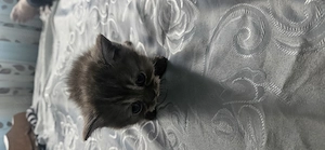 Pui de pisica Scottish - imagine 2