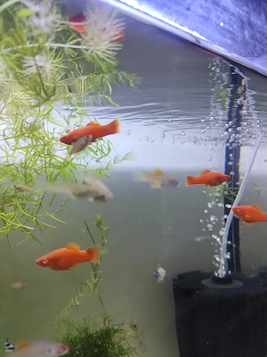 Pesti xifo ochii rosii si tetra rummi nose - imagine 3