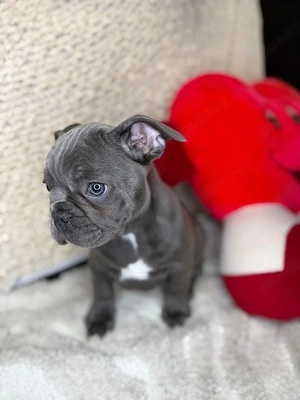 Căței drăguți de buldog francez, gata pentru noile lor case - imagine 2