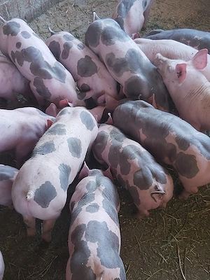 Cand purcei !!!!!!!!!!!! - imagine 2