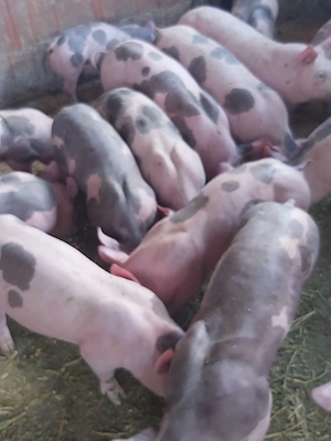 Cand purcei !!!!!!!!!!!!