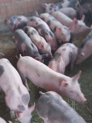 Cand purcei !!!!!!!!!!!! - imagine 3