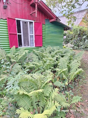 Gradina premium 1000 mp-Tocile de Sus, SADU - imagine 4