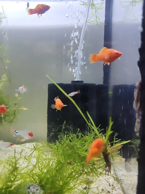 Pesti xifo ochii rosii si tetra rummi nose - imagine 4