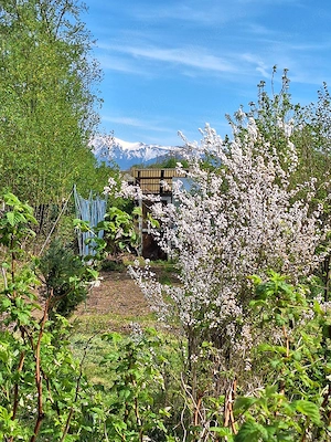 Gradina premium 1000 mp-Tocile de Sus, SADU - imagine 7