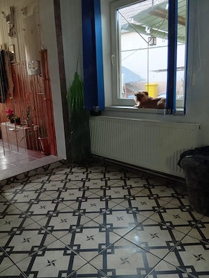 Casa singur in curte 2 camere Dumbraveni - imagine 2