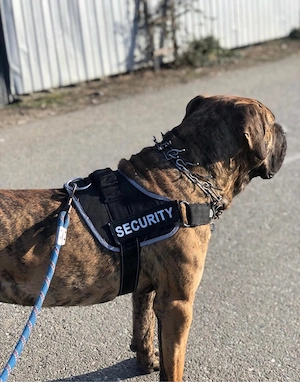 Mascul Presa Canario - imagine 3