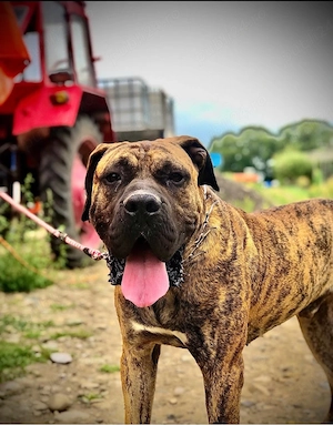 Mascul Presa Canario - imagine 2