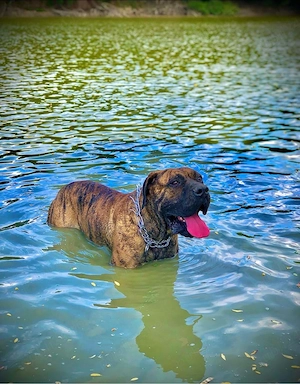 Mascul Presa Canario - imagine 4