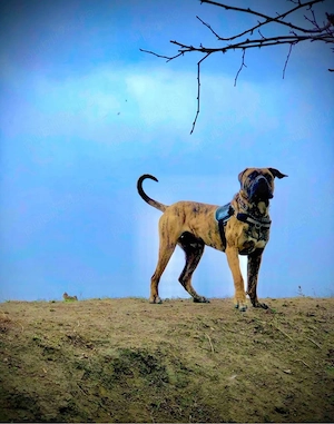Mascul Presa Canario - imagine 5