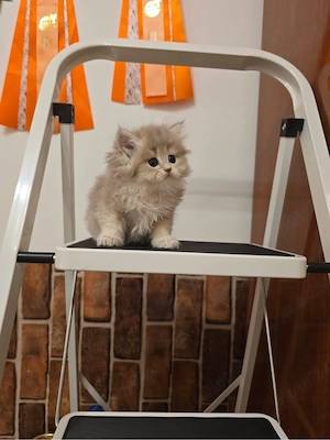 British Longhair - imagine 3