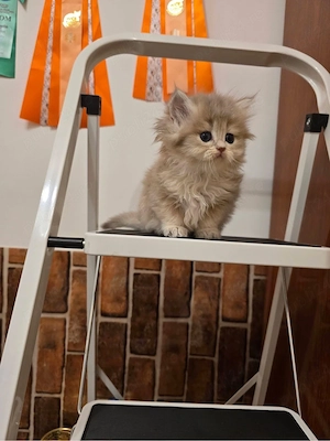 British Longhair - imagine 2