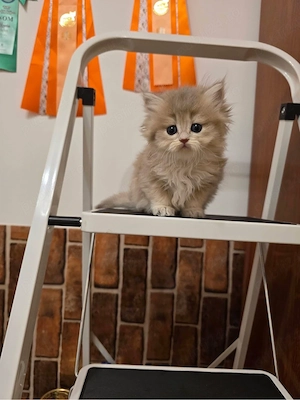 British Longhair - imagine 4