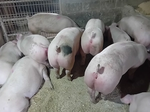 Porci de carne  - imagine 2