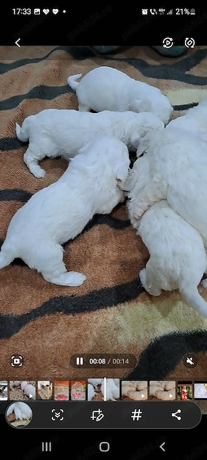 bichoni maltez talie mica - imagine 2