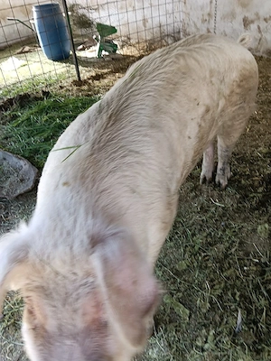 vand vier de reproducție, rasa landrace