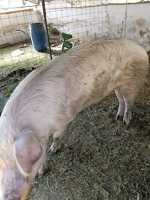 vand vier de reproducție, rasa landrace - imagine 5