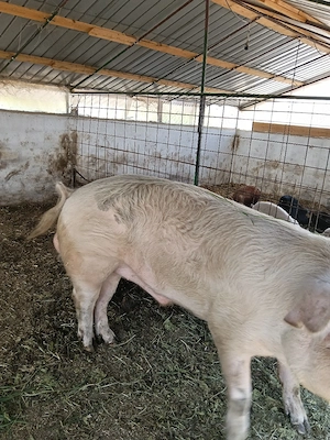 vand vier de reproducție, rasa landrace - imagine 3