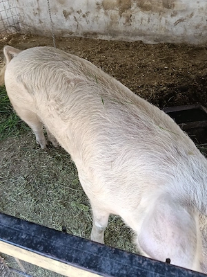 vand vier de reproducție, rasa landrace - imagine 4