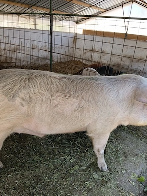 vand vier de reproducție, rasa landrace - imagine 2