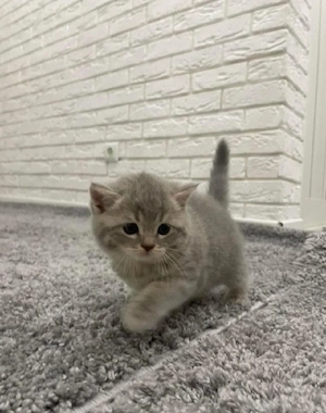 British Shortahir  - imagine 5