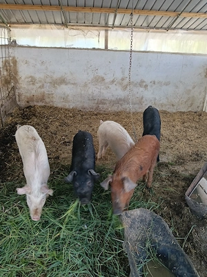 vand grasuni de rasa pietran