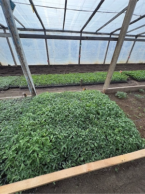 Răsaduri sănătoase de legume   pregătite pentru plantare - imagine 5