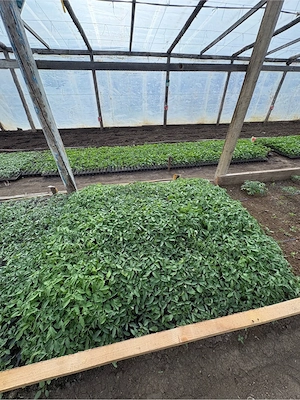 Răsaduri sănătoase de legume   pregătite pentru plantare - imagine 3
