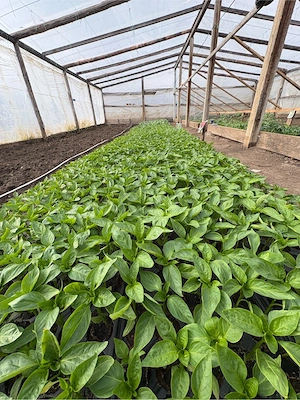 Răsaduri sănătoase de legume   pregătite pentru plantare