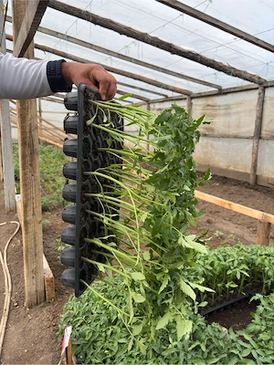 Răsaduri sănătoase de legume   pregătite pentru plantare - imagine 4