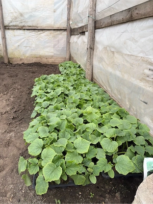 Răsaduri sănătoase de legume   pregătite pentru plantare - imagine 2