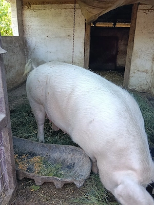 vand 2 scroafe landrace gestante  - imagine 2