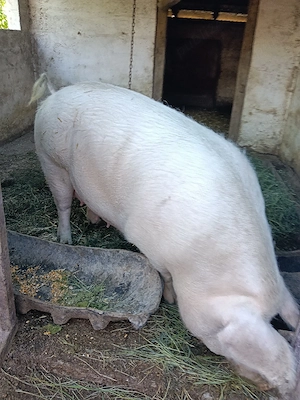 vand 2 scroafe landrace gestante  - imagine 4