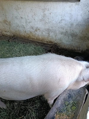 vand 2 scroafe landrace gestante  - imagine 5