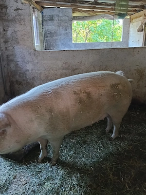 vand 2 scroafe landrace gestante  - imagine 3