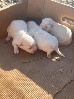 bichon maltez 