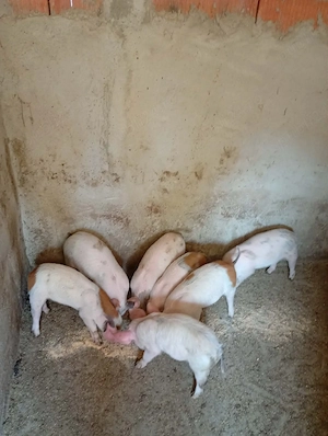 Purcei Mangalița x Landrace