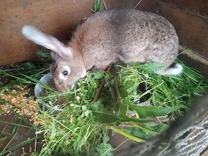 epurasi de rasa - imagine 2