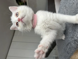 British shorthair white - imagine 3